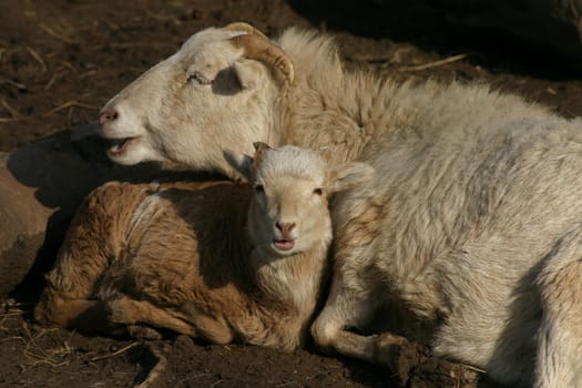 Sheep with lamb