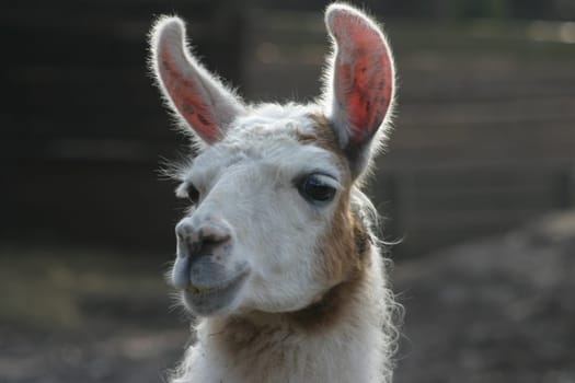 Lama Portrait
