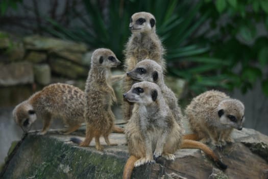 Meerkat troop