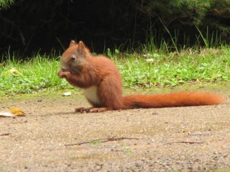 The little one crossed my path after the cemetery tour (Engel06). With 400mm telephoto and unfortunately digizoom.