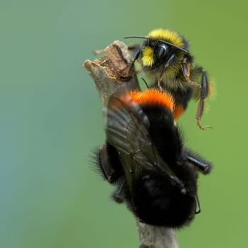 with the stone bumblebees. The queen,which is about 25 mm in size,is mated by the male,which is only about 15 mm in size. The young fertilized queen will then soon crawl into the ground and establish a new bumblebee colony next year in April. The stone bumblebee is