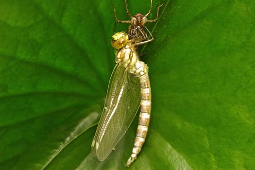 Birth of a dragonfly