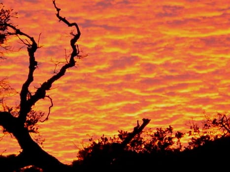 Sunset Tree 2