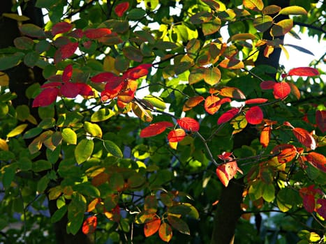Autumnal(t)