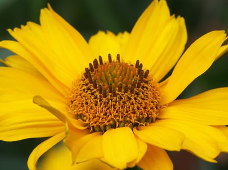 yellow coneflower
