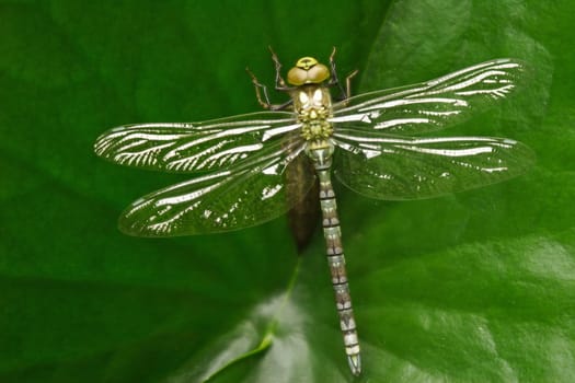 Birth of a dragonfly (Part 2)