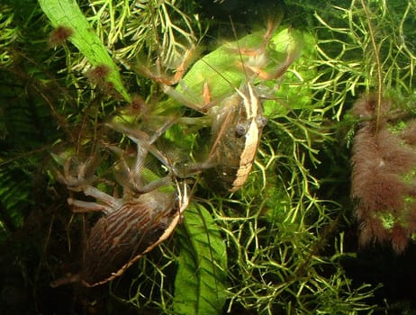 My two radar shrimps sit in the current and filter/fan edible airborne particles (food and plant residues,microbes,...) out of the water.