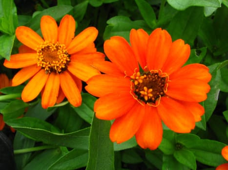Unfortunately,I don't know how they are hot. But I thought the bright color was great