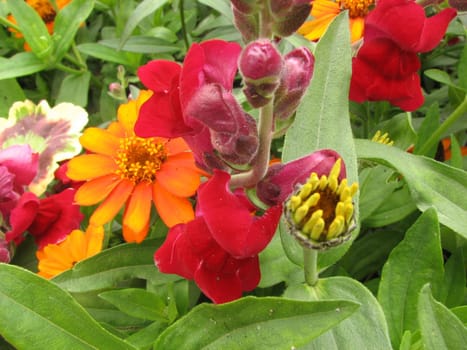 Found the color combination so beautiful