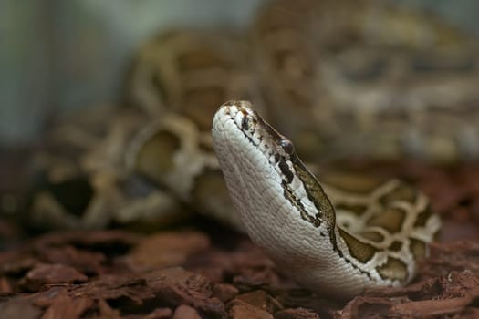 If you have a snake phobia,you'd better not look at it in a big way! Luisenpark Mannheim,Nikon D70,ISO 400  F/3.2  1/320sec  90mm  Monopod