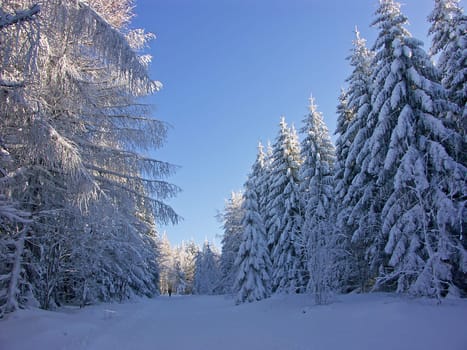Winter Wonderland