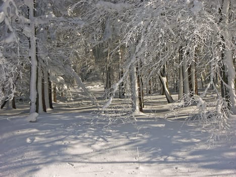Winter forest