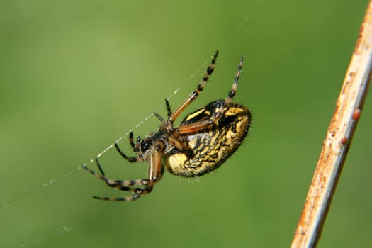 Oak leaf wheel web spider
