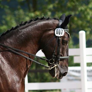 the dressage test of the class S was ridden