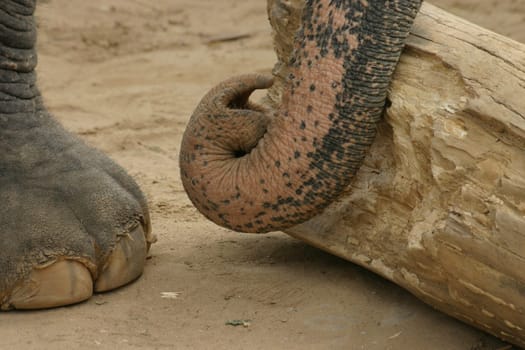 Working elephant