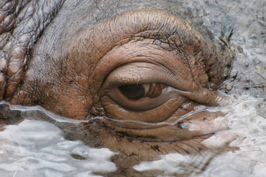 Hippo-Eye