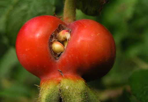 Seed fever