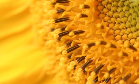 Sunny yellow
