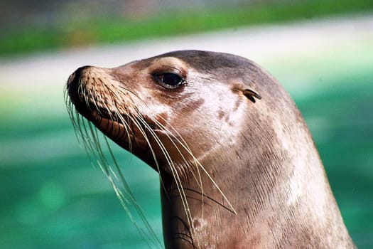 Seal