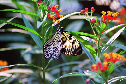 Butterfly1