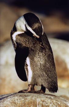Penguin