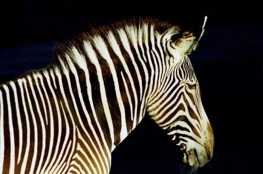 Zebra