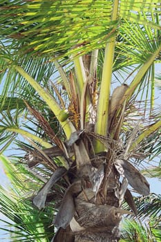 Palm tree