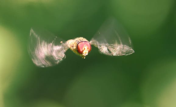 Exposure time is 1/125 sec. One can only guess at the beat frequency of the wings.