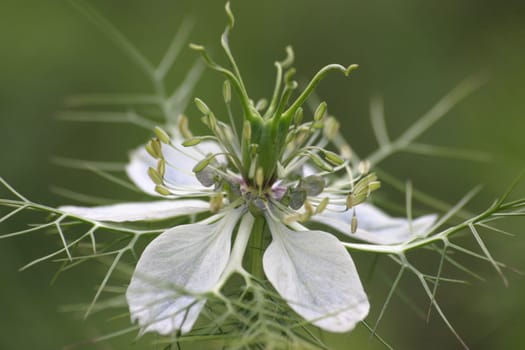 Maiden in the Green 1