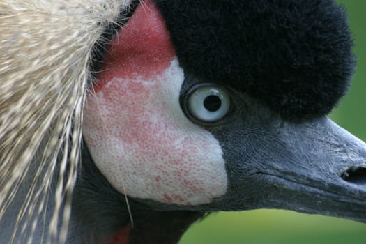 Crowned crane