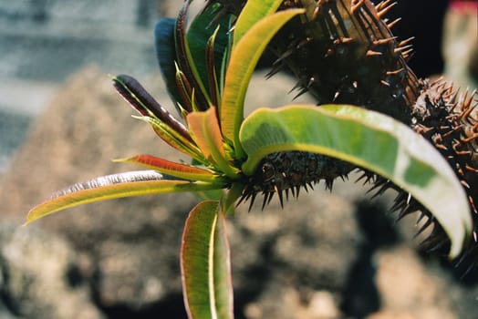 Jardin de Cactus