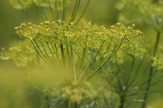Garden dill 3