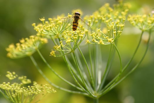 Garden dill 1