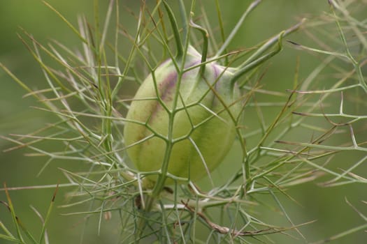 Maiden in the Green 2