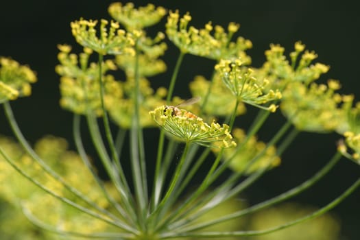 Garden dill 2