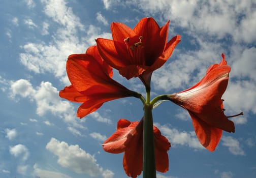 AMARYLLIS