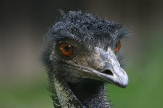 Emu Portrait