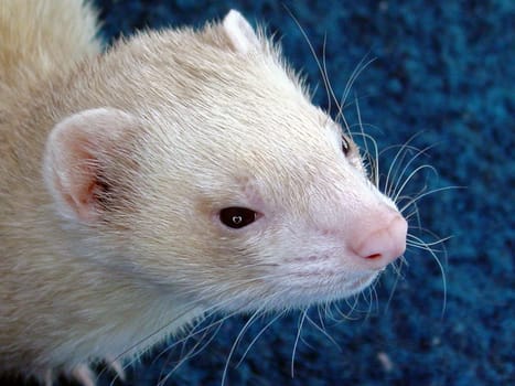 Ferret male