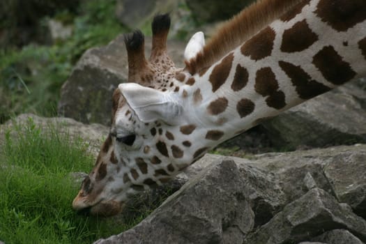 Giraffe 1