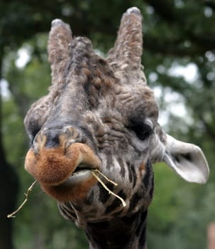 Giraffe 3