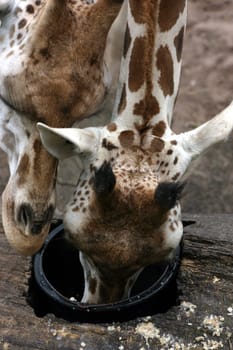 Giraffe 7