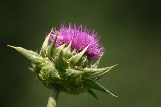 Milk thistle