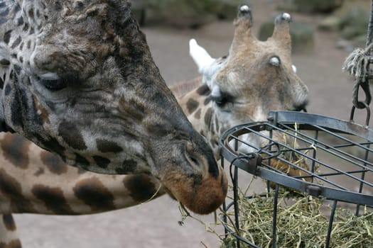 Giraffe 4