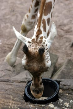 Giraffe 6
