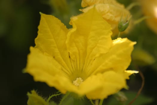 Cucumber blossom