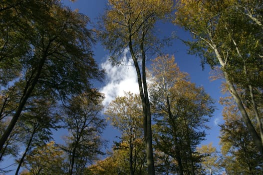 Canopy