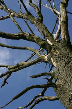 dead tree