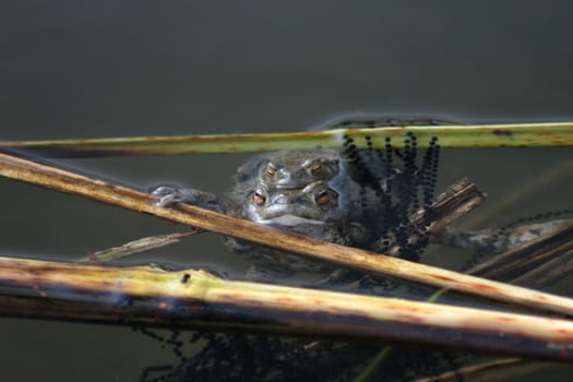 Common toad mating
