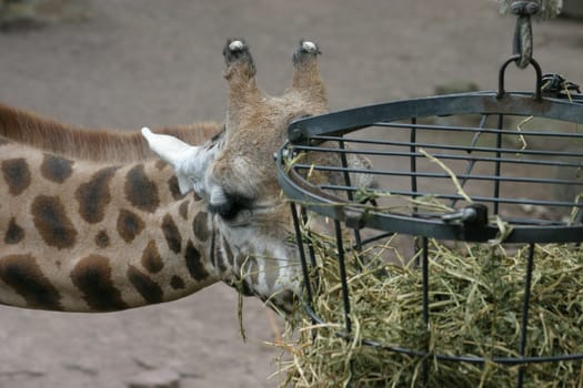 Giraffe 2