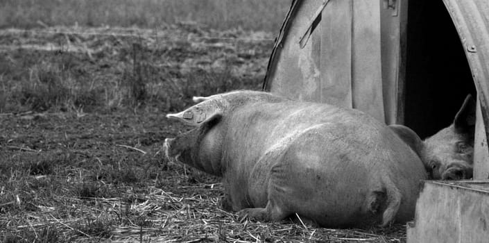 Happy free-range pigs